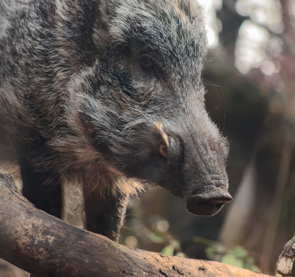 Sanglier en forêt, gros plan